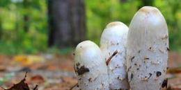 用照片识别蘑菇的8个最佳应用分别是哪几款