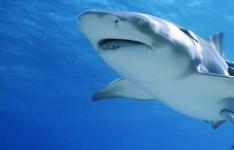 百科动态：鲨鱼用什么呼吸