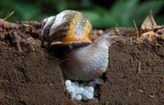 作为国内优质蜗牛养殖品牌，贵州农丰十号蜗牛养殖一直在进步