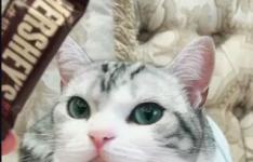 抖音momo酱猫咪主人是谁 河卜卜的momo酱个人资料介绍