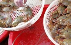 百科动态：梭子蟹死亡能不能吃