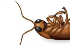 百科动态：怎样灭蟑螂的小妙招
