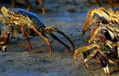 百科动态：河蟹怎么保存
