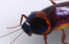 百科动态：樟脑丸能杀蟑螂吗