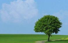 百科动态：树的作用和用途有哪些