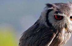 百科动态：猫头鹰眼睛的特点