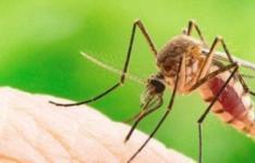 百科动态：蚊子为什么不会被雨滴砸死