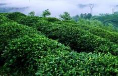 百科动态：四大名茶之一的龙井产地是哪里