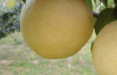百科动态：梨的产地