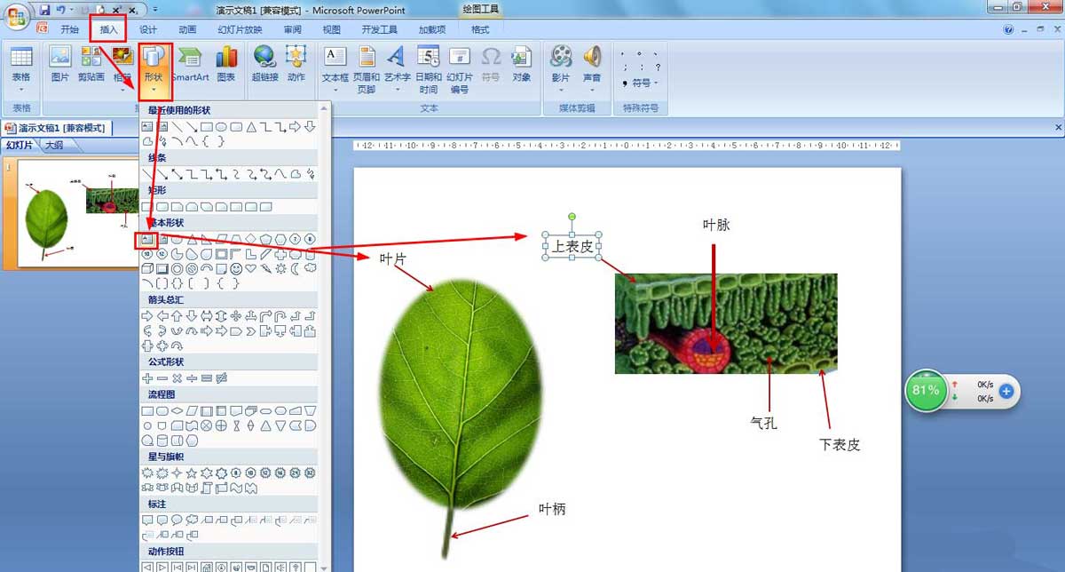 PPT怎么画树叶的结构名称图解，ppt画树叶的结构图的技巧插图2