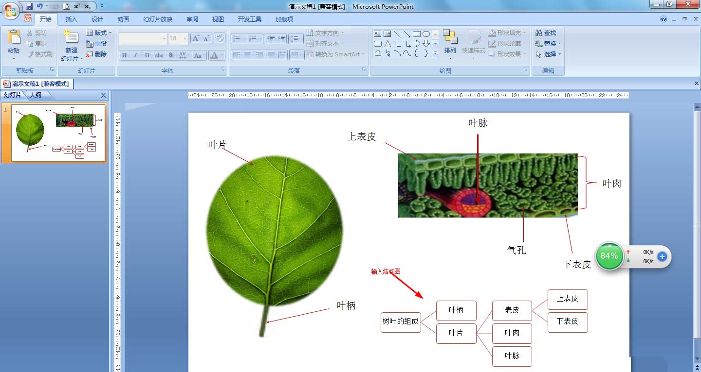 PPT怎么画树叶的结构名称图解，ppt画树叶的结构图的技巧插图5