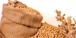 大豆会影响男性的性健康吗