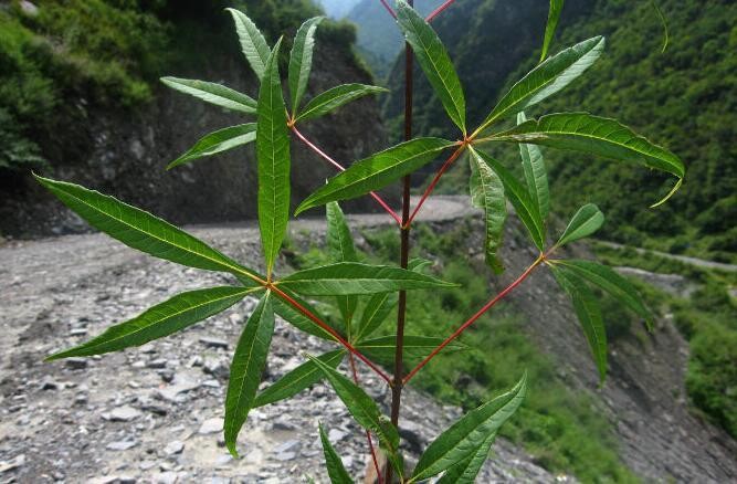 五小叶槭被纳入国家重点保护野生植物名录
