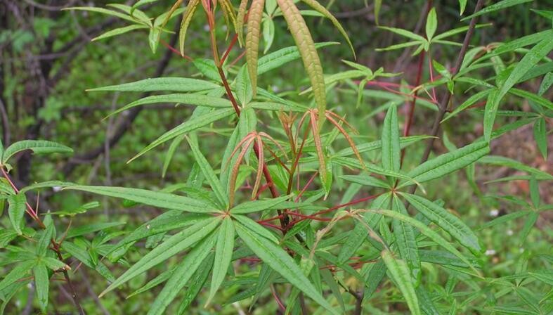 五小叶槭被纳入国家重点保护野生植物名录